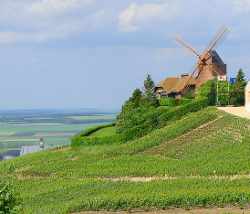 champagne-vineyard