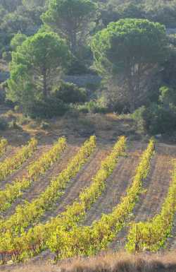 Vineyards and umbrella pines - typical Languedoc landscape