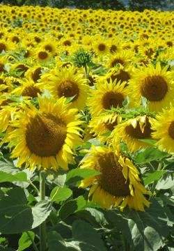 sunflower field
