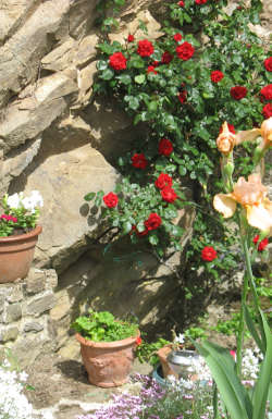 Garden in France