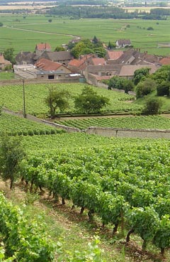 Burgundy vineyard