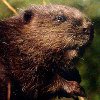 Beaver