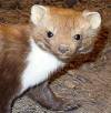 beech marten