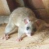 Dormouse or glis glis