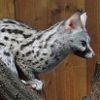 Common genet
