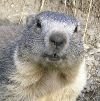 Alpine marmot