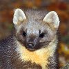 Pine marten