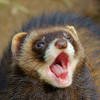 Polecat