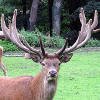 Red deer