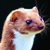 Weasel