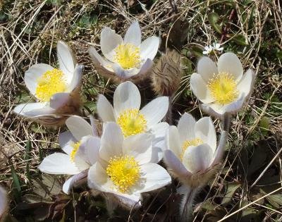 Wild anemones