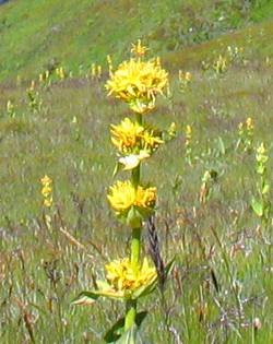 Yellow gentians