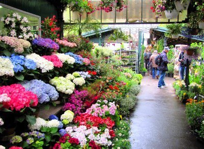 Paris flower market