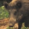 wild boar