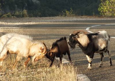 wild goats