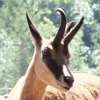 chamois